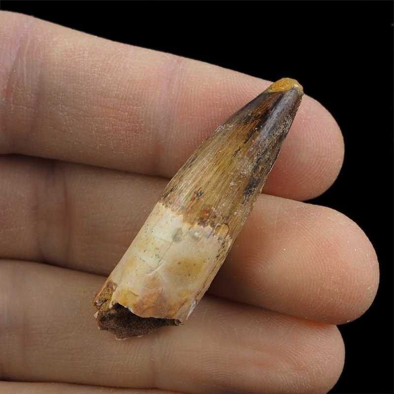 SKAMIENIAŁY ZĄB DINOZAURA Spinosaurus aegyptiacus - KREDA GÓRNA (CENOMAN) - ok. 95-100 mln lat