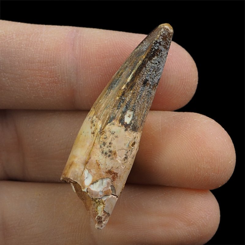 SKAMIENIAŁY ZĄB DINOZAURA Spinosaurus aegyptiacus - KREDA GÓRNA (CENOMAN) - ok. 95-100 mln lat