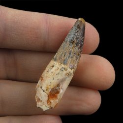 SKAMIENIAŁY ZĄB DINOZAURA Spinosaurus aegyptiacus - KREDA GÓRNA (CENOMAN) - ok. 95-100 mln lat