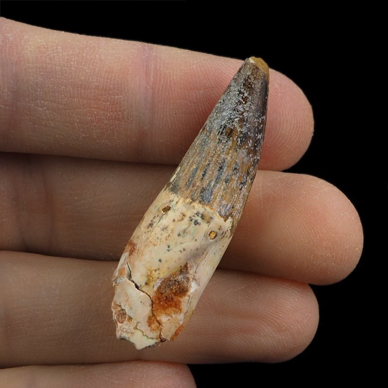 SKAMIENIAŁY ZĄB DINOZAURA Spinosaurus aegyptiacus - KREDA GÓRNA (CENOMAN) - ok. 95-100 mln lat