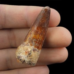 SKAMIENIAŁY ZĄB DINOZAURA Spinosaurus aegyptiacus - KREDA GÓRNA (CENOMAN) - ok. 95-100 mln lat