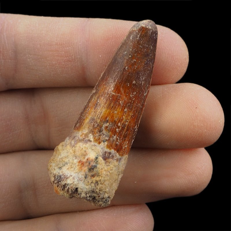 SKAMIENIAŁY ZĄB DINOZAURA Spinosaurus aegyptiacus - KREDA GÓRNA (CENOMAN) - ok. 95-100 mln lat