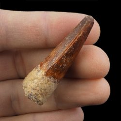 SKAMIENIAŁY ZĄB DINOZAURA Spinosaurus aegyptiacus - KREDA GÓRNA (CENOMAN) - ok. 95-100 mln lat