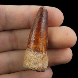 SKAMIENIAŁY ZĄB DINOZAURA Spinosaurus aegyptiacus - KREDA GÓRNA (CENOMAN) - ok. 95-100 mln lat