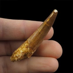 SKAMIENIAŁY ZĄB DINOZAURA Spinosaurus aegyptiacus - KREDA GÓRNA (CENOMAN) - ok. 95-100 mln lat