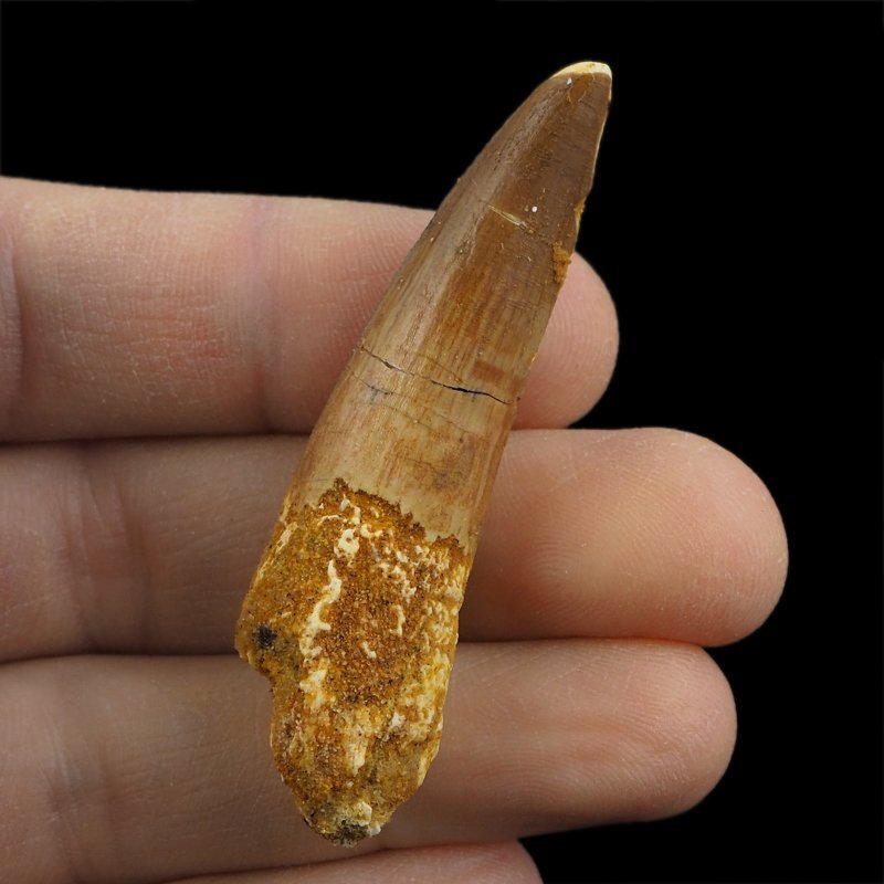 SKAMIENIAŁY ZĄB DINOZAURA Spinosaurus aegyptiacus - KREDA GÓRNA (CENOMAN) - ok. 95-100 mln lat