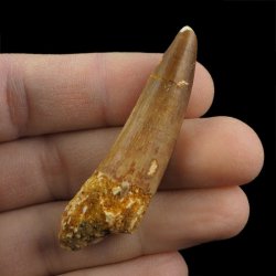 SKAMIENIAŁY ZĄB DINOZAURA Spinosaurus aegyptiacus - KREDA GÓRNA (CENOMAN) - ok. 95-100 mln lat