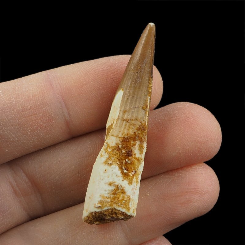 SKAMIENIAŁY ZĄB DINOZAURA Spinosaurus aegyptiacus - KREDA GÓRNA (CENOMAN) - ok. 95-100 mln lat