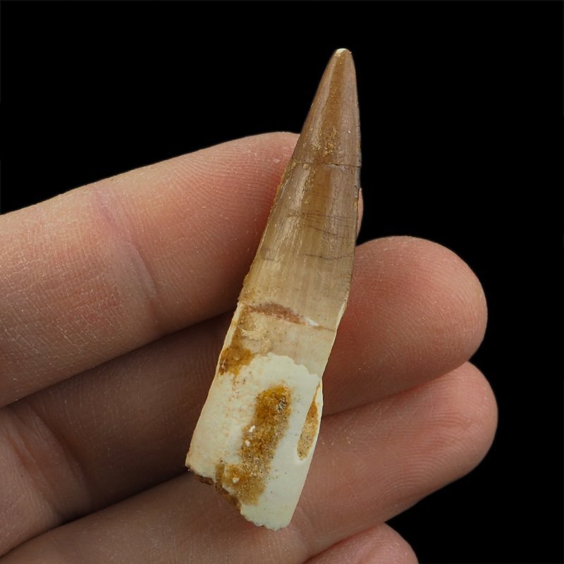 SKAMIENIAŁY ZĄB DINOZAURA Spinosaurus aegyptiacus - KREDA GÓRNA (CENOMAN) - ok. 95-100 mln lat