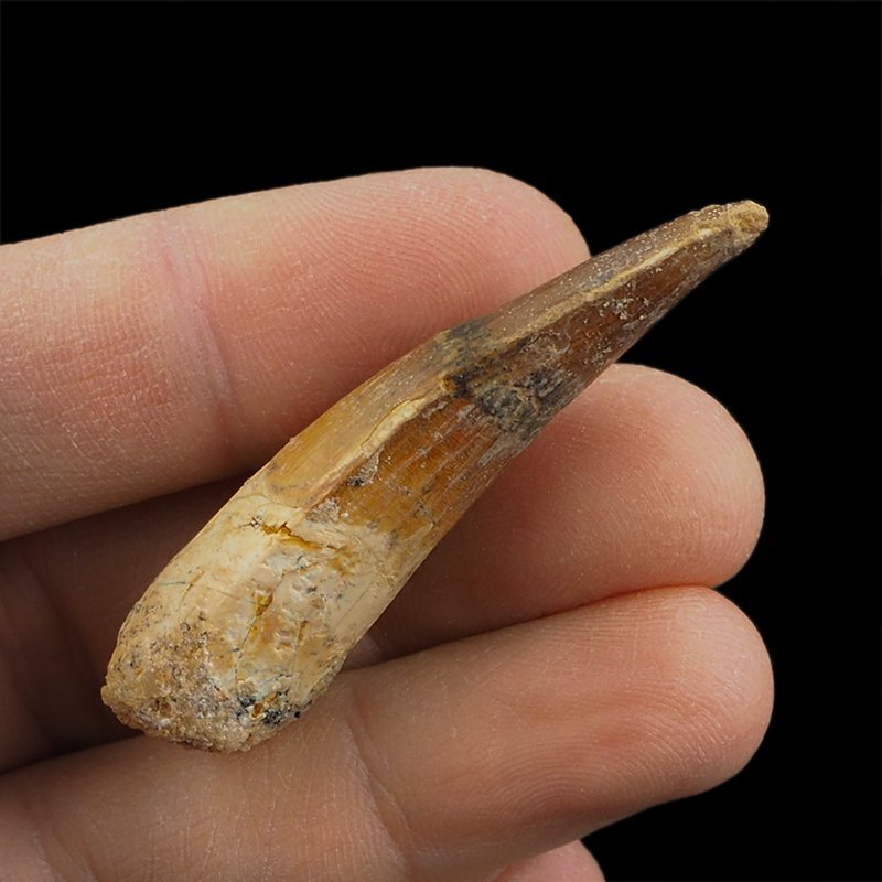 SKAMIENIAŁY ZĄB DINOZAURA Spinosaurus aegyptiacus - KREDA GÓRNA (CENOMAN) - ok. 95-100 mln lat