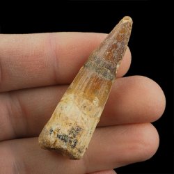 SKAMIENIAŁY ZĄB DINOZAURA Spinosaurus aegyptiacus - KREDA GÓRNA (CENOMAN) - ok. 95-100 mln lat