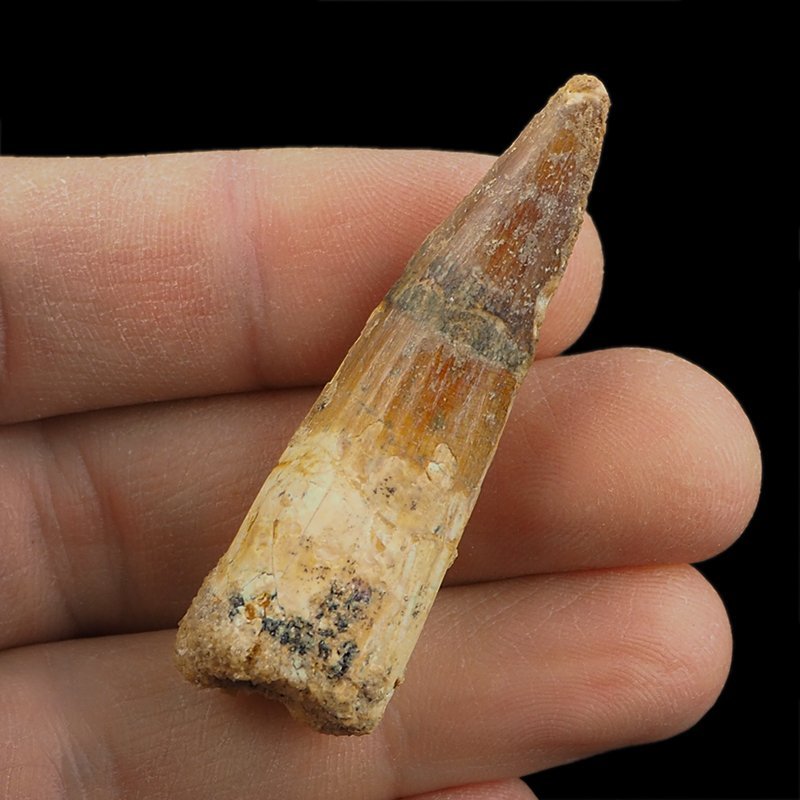 SKAMIENIAŁY ZĄB DINOZAURA Spinosaurus aegyptiacus - KREDA GÓRNA (CENOMAN) - ok. 95-100 mln lat