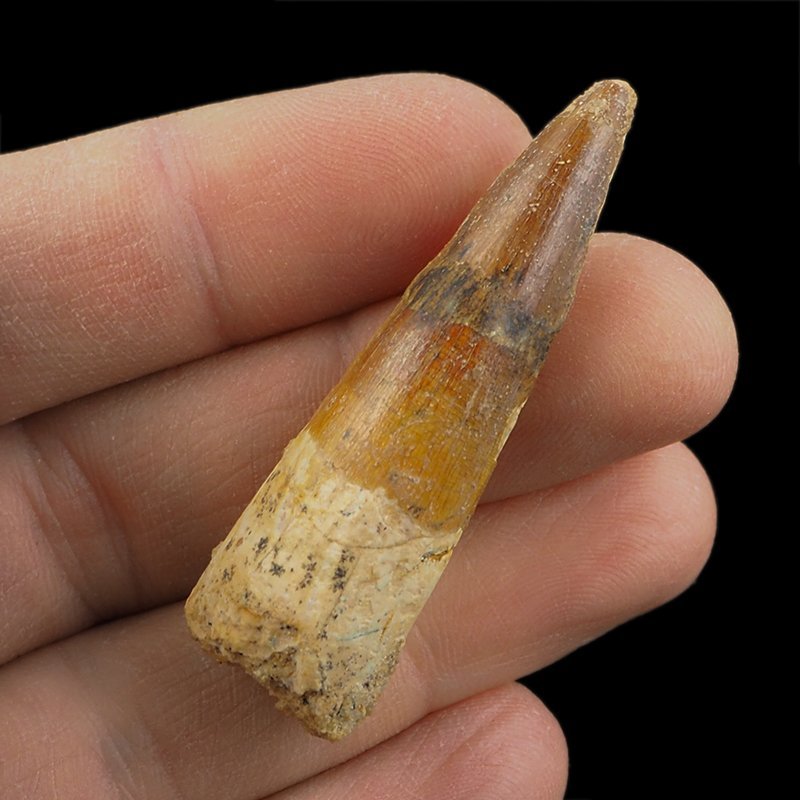 SKAMIENIAŁY ZĄB DINOZAURA Spinosaurus aegyptiacus - KREDA GÓRNA (CENOMAN) - ok. 95-100 mln lat