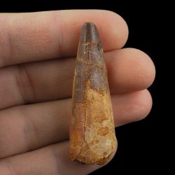 SKAMIENIAŁY ZĄB DINOZAURA Spinosaurus aegyptiacus - KREDA GÓRNA (CENOMAN) - ok. 95-100 mln lat