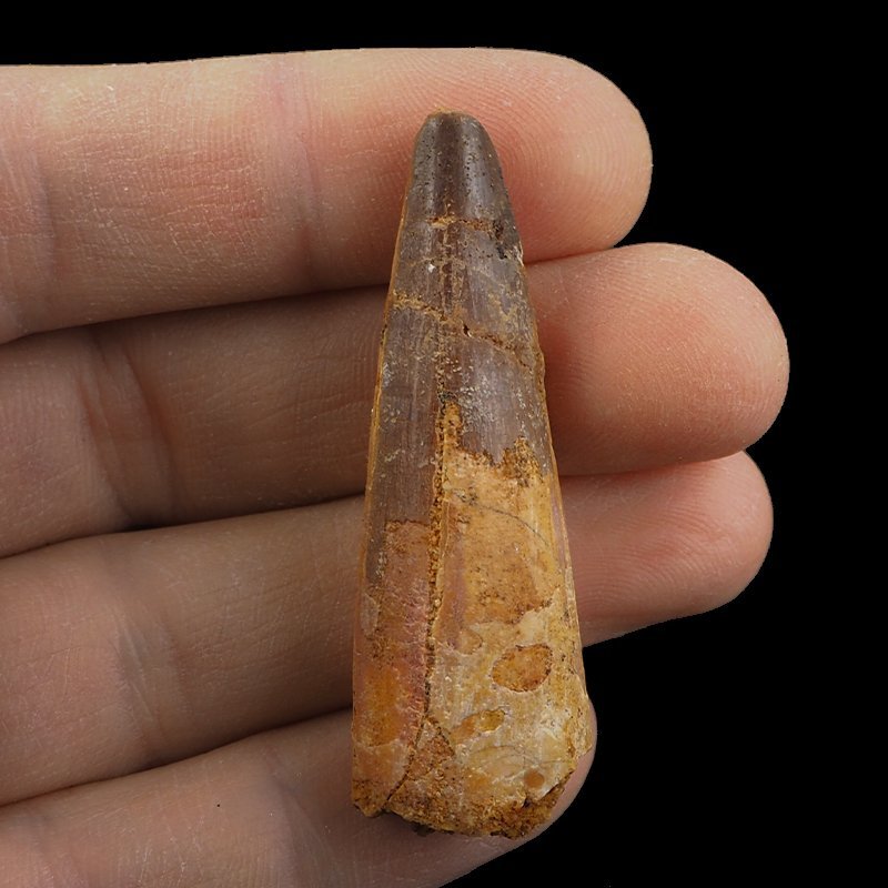SKAMIENIAŁY ZĄB DINOZAURA Spinosaurus aegyptiacus - KREDA GÓRNA (CENOMAN) - ok. 95-100 mln lat