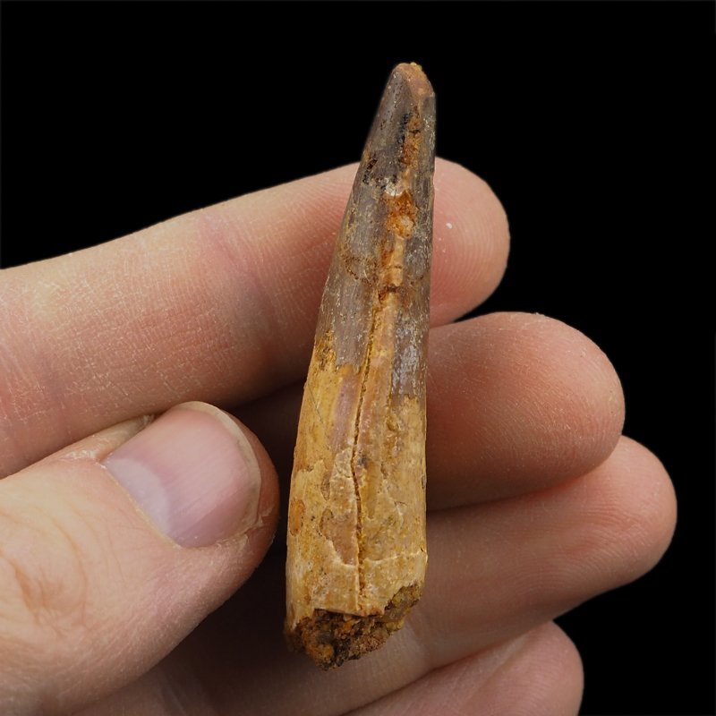 SKAMIENIAŁY ZĄB DINOZAURA Spinosaurus aegyptiacus - KREDA GÓRNA (CENOMAN) - ok. 95-100 mln lat