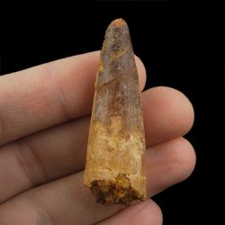 SKAMIENIAŁY ZĄB DINOZAURA Spinosaurus aegyptiacus - KREDA GÓRNA (CENOMAN) - ok. 95-100 mln lat