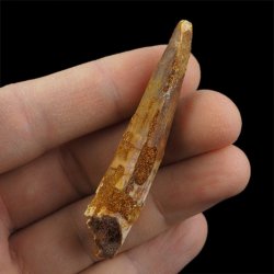 SKAMIENIAŁY ZĄB DINOZAURA Spinosaurus aegyptiacus - KREDA GÓRNA (CENOMAN) - ok. 95-100 mln lat