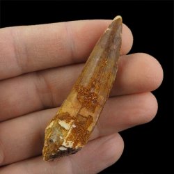 SKAMIENIAŁY ZĄB DINOZAURA Spinosaurus aegyptiacus - KREDA GÓRNA (CENOMAN) - ok. 95-100 mln lat