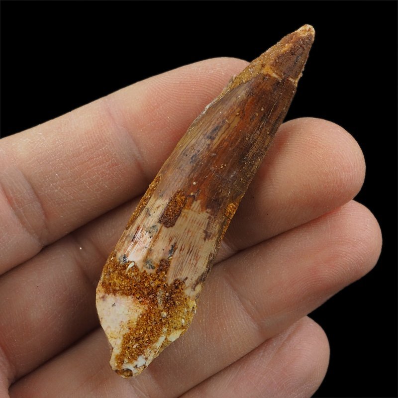 SKAMIENIAŁY ZĄB DINOZAURA Spinosaurus aegyptiacus - KREDA GÓRNA (CENOMAN) - ok. 95-100 mln lat