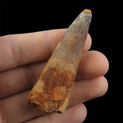 SKAMIENIAŁY ZĄB DINOZAURA Spinosaurus aegyptiacus - KREDA GÓRNA (CENOMAN) - ok. 95-100 mln lat