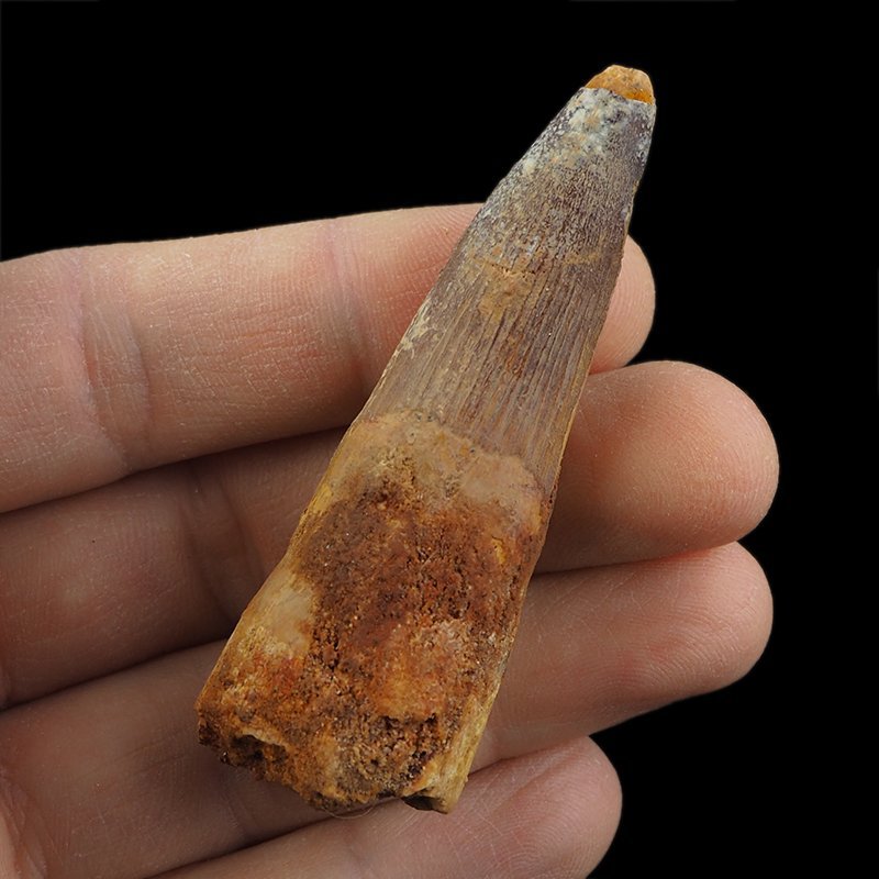 SKAMIENIAŁY ZĄB DINOZAURA Spinosaurus aegyptiacus - KREDA GÓRNA (CENOMAN) - ok. 95-100 mln lat
