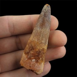 SKAMIENIAŁY ZĄB DINOZAURA Spinosaurus aegyptiacus - KREDA GÓRNA (CENOMAN) - ok. 95-100 mln lat