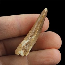 SKAMIENIAŁY ZĄB DINOZAURA Spinosaurus aegyptiacus - KREDA GÓRNA (CENOMAN) - ok. 95-100 mln lat