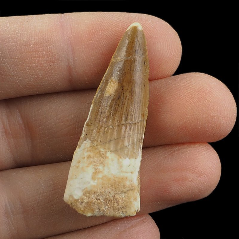 SKAMIENIAŁY ZĄB DINOZAURA Spinosaurus aegyptiacus - KREDA GÓRNA (CENOMAN) - ok. 95-100 mln lat