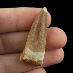 SKAMIENIAŁY ZĄB DINOZAURA Spinosaurus aegyptiacus - KREDA GÓRNA (CENOMAN) - ok. 95-100 mln lat