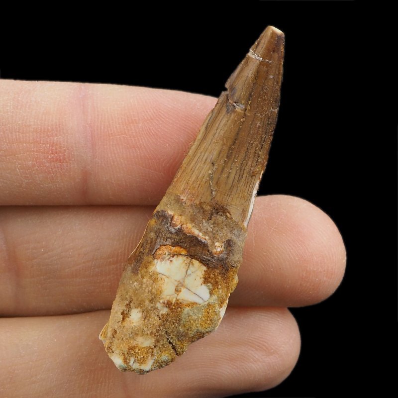 SKAMIENIAŁY ZĄB DINOZAURA Spinosaurus aegyptiacus - KREDA GÓRNA (CENOMAN) - ok. 95-100 mln lat