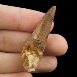 SKAMIENIAŁY ZĄB DINOZAURA Spinosaurus aegyptiacus - KREDA GÓRNA (CENOMAN) - ok. 95-100 mln lat