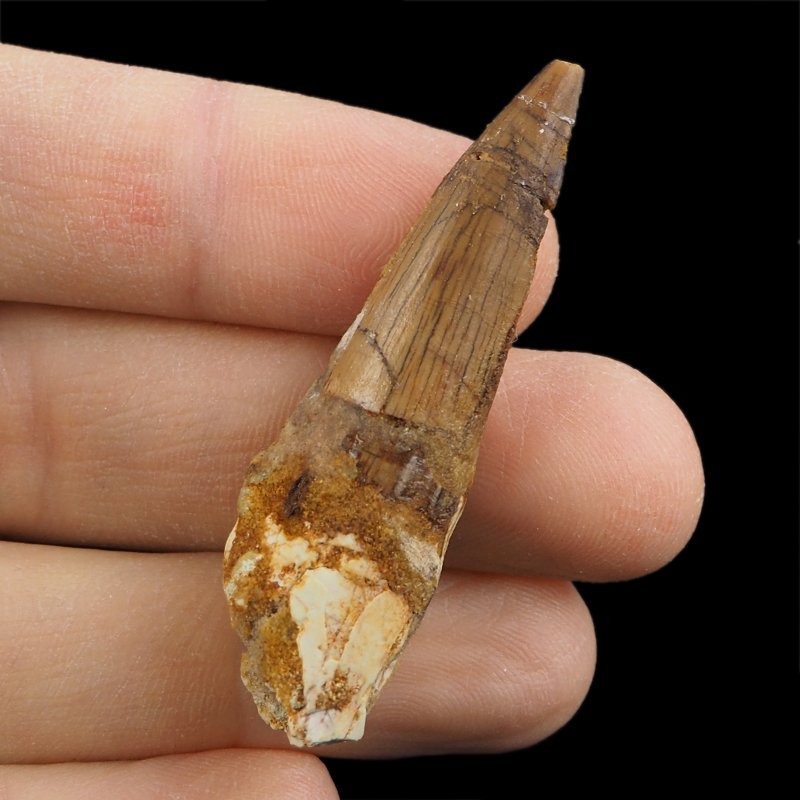 SKAMIENIAŁY ZĄB DINOZAURA Spinosaurus aegyptiacus - KREDA GÓRNA (CENOMAN) - ok. 95-100 mln lat