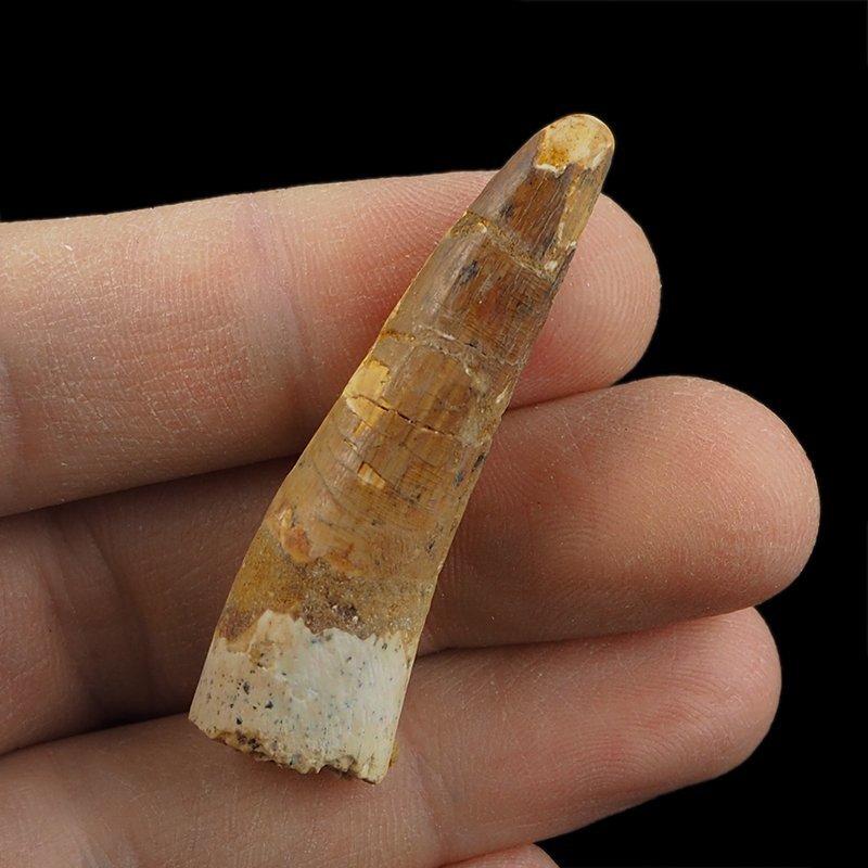 SKAMIENIAŁY ZĄB DINOZAURA Spinosaurus aegyptiacus - KREDA GÓRNA (CENOMAN) - ok. 95-100 mln lat