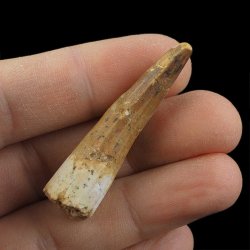 SKAMIENIAŁY ZĄB DINOZAURA Spinosaurus aegyptiacus - KREDA GÓRNA (CENOMAN) - ok. 95-100 mln lat