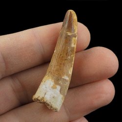 SKAMIENIAŁY ZĄB DINOZAURA Spinosaurus aegyptiacus - KREDA GÓRNA (CENOMAN) - ok. 95-100 mln lat