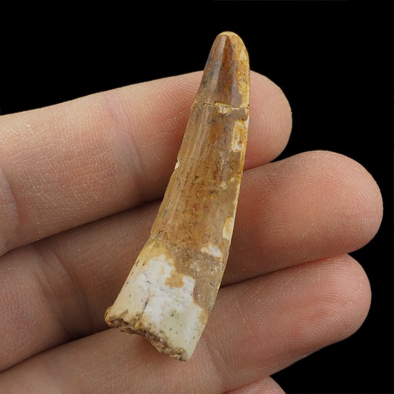 SKAMIENIAŁY ZĄB DINOZAURA Spinosaurus aegyptiacus - KREDA GÓRNA (CENOMAN) - ok. 95-100 mln lat