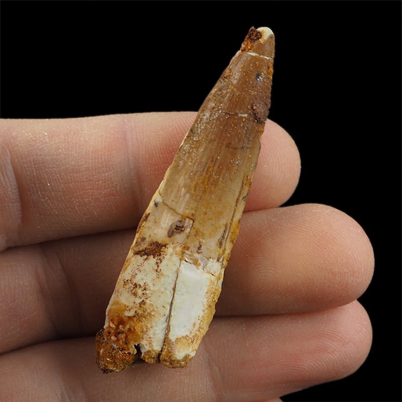 SKAMIENIAŁY ZĄB DINOZAURA Spinosaurus aegyptiacus - KREDA GÓRNA (CENOMAN) - ok. 95-100 mln lat