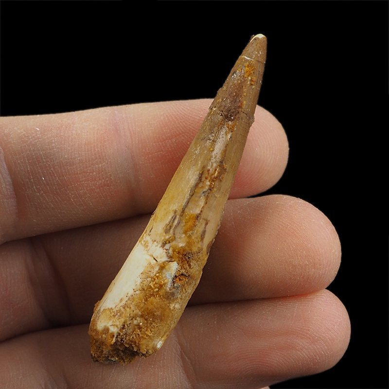 SKAMIENIAŁY ZĄB DINOZAURA Spinosaurus aegyptiacus - KREDA GÓRNA (CENOMAN) - ok. 95-100 mln lat