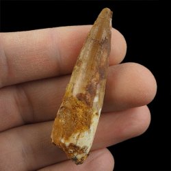 SKAMIENIAŁY ZĄB DINOZAURA Spinosaurus aegyptiacus - KREDA GÓRNA (CENOMAN) - ok. 95-100 mln lat