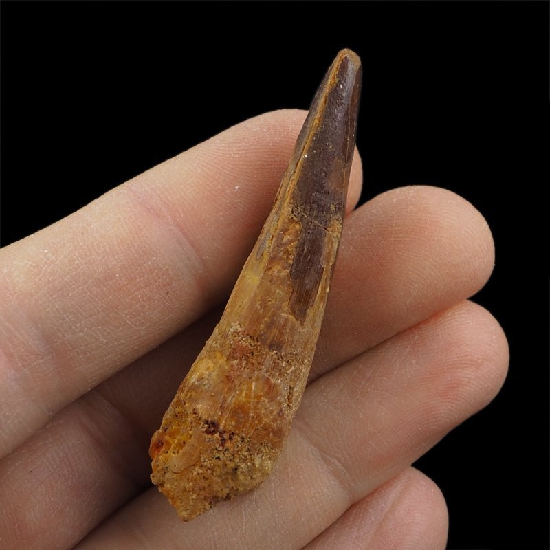 SKAMIENIAŁY ZĄB DINOZAURA Spinosaurus aegyptiacus - KREDA GÓRNA (CENOMAN) - ok. 95-100 mln lat