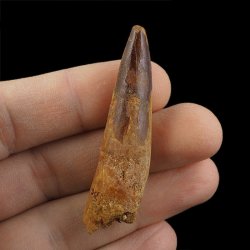 SKAMIENIAŁY ZĄB DINOZAURA Spinosaurus aegyptiacus - KREDA GÓRNA (CENOMAN) - ok. 95-100 mln lat