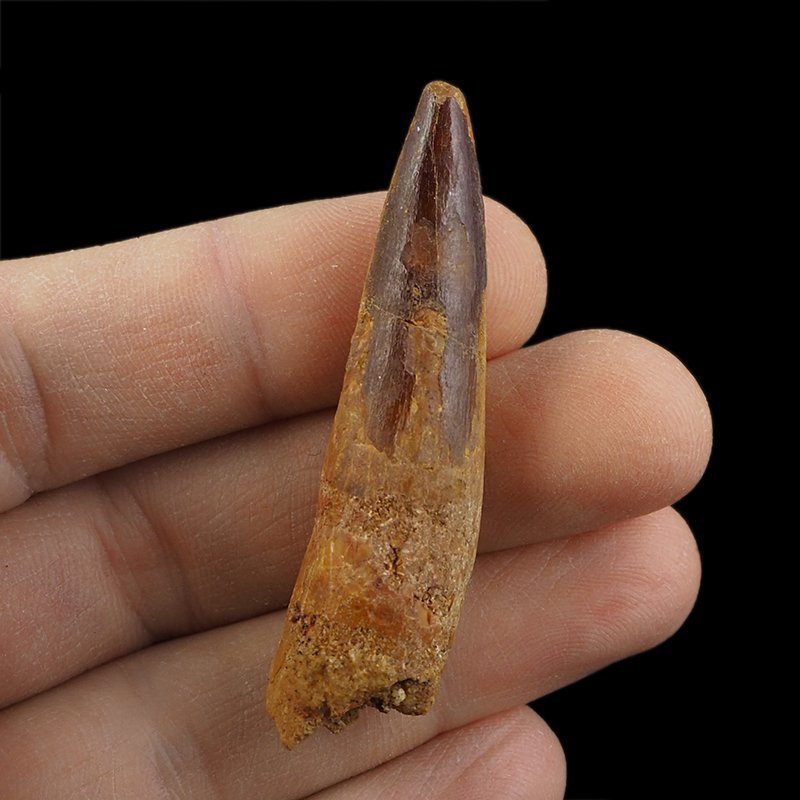 SKAMIENIAŁY ZĄB DINOZAURA Spinosaurus aegyptiacus - KREDA GÓRNA (CENOMAN) - ok. 95-100 mln lat