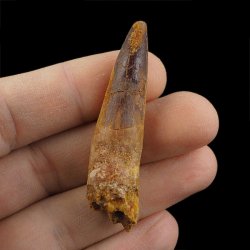 SKAMIENIAŁY ZĄB DINOZAURA Spinosaurus aegyptiacus - KREDA GÓRNA (CENOMAN) - ok. 95-100 mln lat