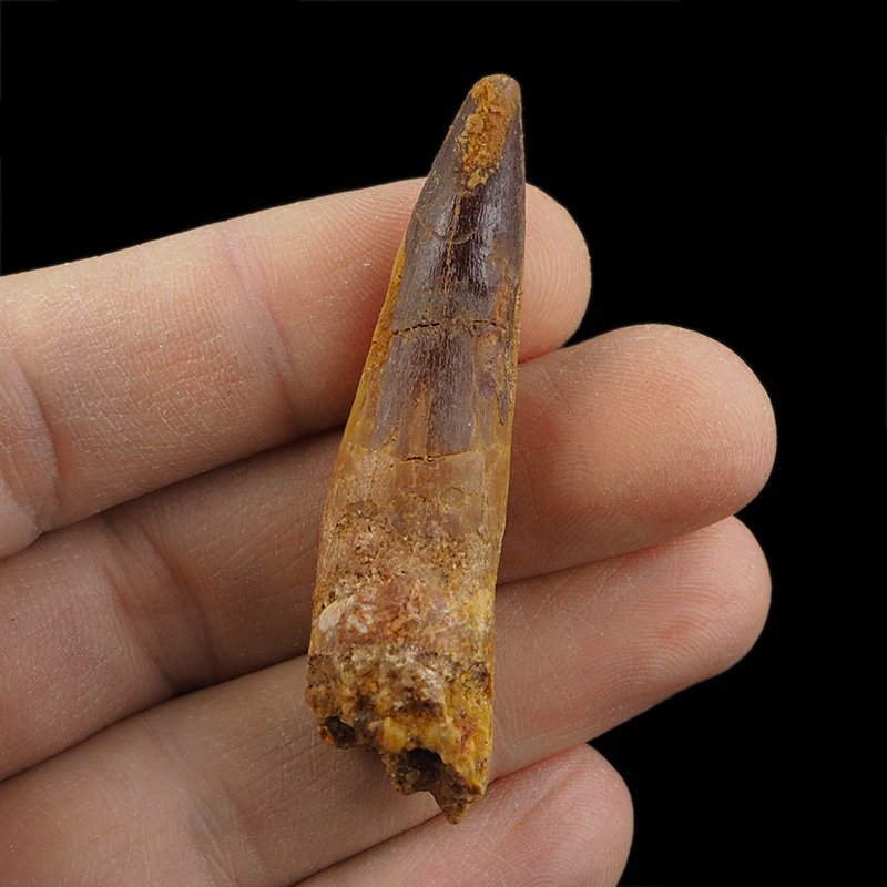 SKAMIENIAŁY ZĄB DINOZAURA Spinosaurus aegyptiacus - KREDA GÓRNA (CENOMAN) - ok. 95-100 mln lat