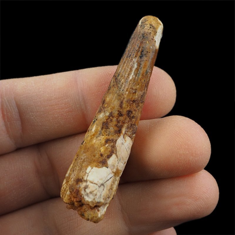 SKAMIENIAŁY ZĄB DINOZAURA Spinosaurus aegyptiacus - KREDA GÓRNA (CENOMAN) - ok. 95-100 mln lat
