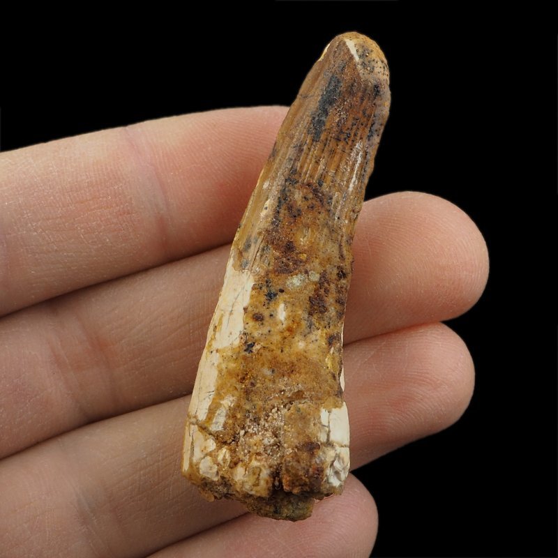 SKAMIENIAŁY ZĄB DINOZAURA Spinosaurus aegyptiacus - KREDA GÓRNA (CENOMAN) - ok. 95-100 mln lat