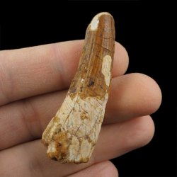 SKAMIENIAŁY ZĄB DINOZAURA Spinosaurus aegyptiacus - KREDA GÓRNA (CENOMAN) - ok. 95-100 mln lat