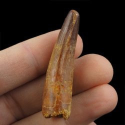 SKAMIENIAŁY ZĄB DINOZAURA Spinosaurus aegyptiacus - KREDA GÓRNA (CENOMAN) - ok. 95-100 mln lat