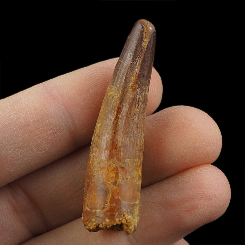 SKAMIENIAŁY ZĄB DINOZAURA Spinosaurus aegyptiacus - KREDA GÓRNA (CENOMAN) - ok. 95-100 mln lat